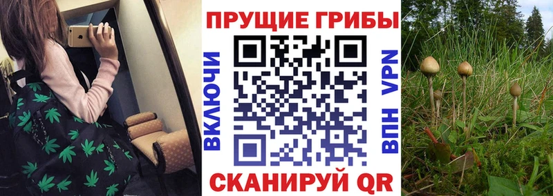 гидра tor Верхний Тагил Псилоцибиновые грибы Cubensis